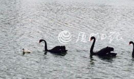 大鹅鹅网红黑历史西雅图吃瓜,揭秘网红黑历史背后的真相